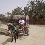 On this adventure tour we transported ourselves by train, jeeps, camels (bareback), donkeys (bareback), a hot air balloon, bicycles, private bus vans, public bus, taxis (most dangerous of all), felucca, our feet—and, here, donkey carts in Siwa Oasis