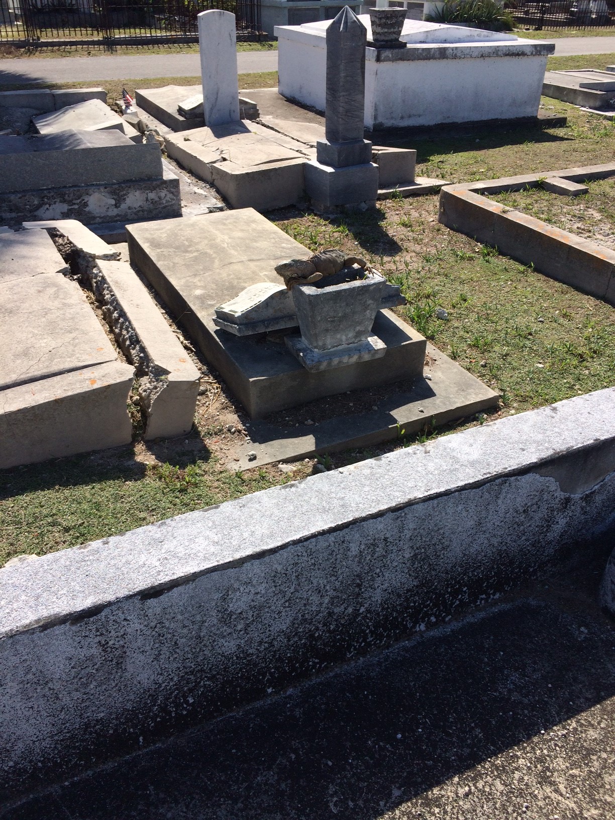 iguana on a grave
