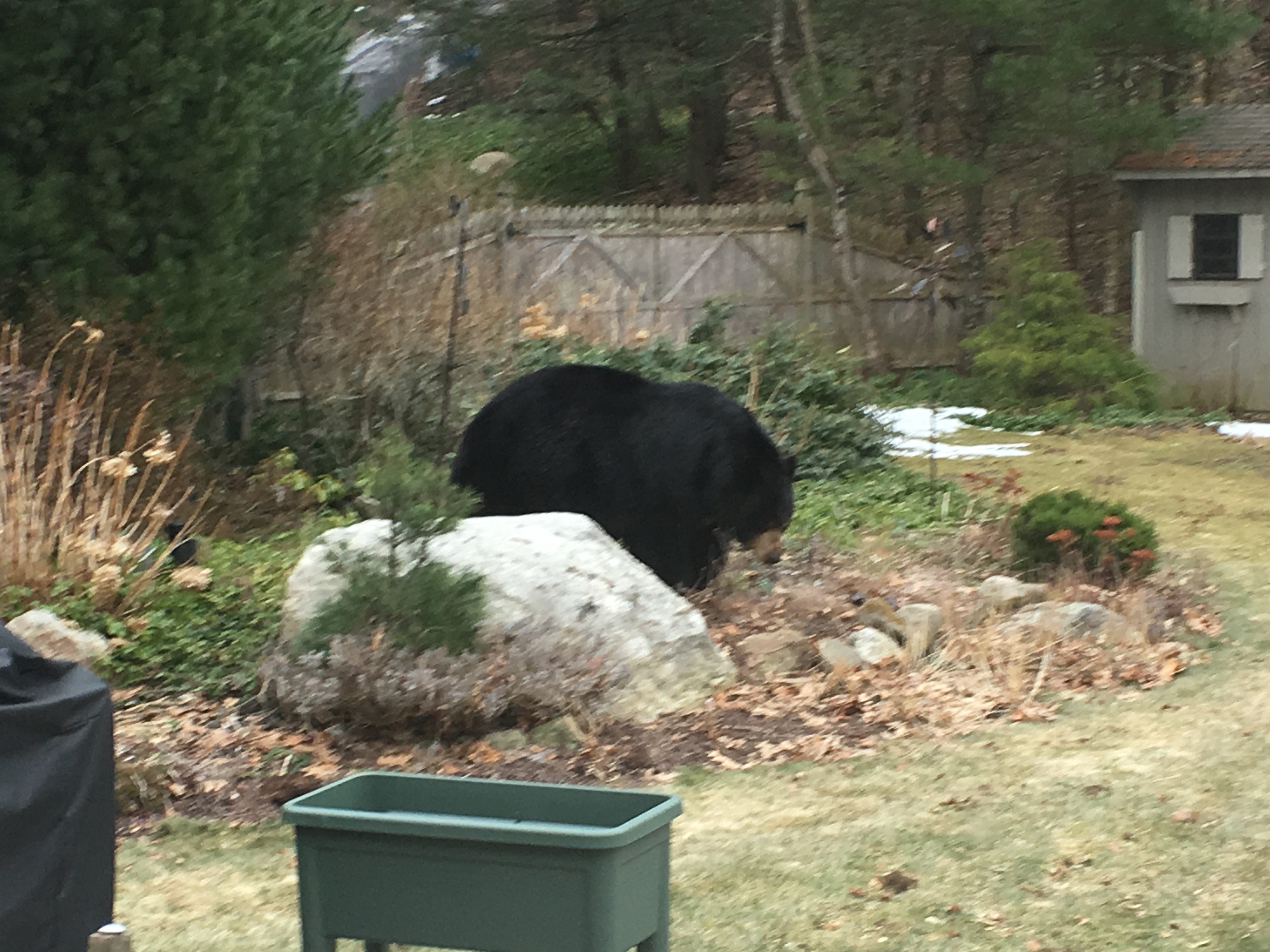 Big ‘Ole Black Bear in Connecticut