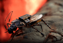 German Bio-Robotics Startup Creates Cockroach Swarms for Military Missions