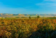 The Rise of Washington Syrah